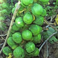 Rosenkohl Groninger (Brassica oleracea var. gemmifera)...