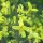 Rosenkohl Groninger (Brassica oleracea var. gemmifera) Bio Saatgut
