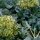 Brokkoli Calabrese (Brassica oleracea) Bio Saatgut