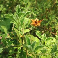 Kretische Zistrose (Cistus incanus ssp. tauricus) Samen