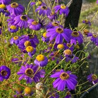 Blaues Gänseblümchen (Brachyscome iberidifolia) Samen