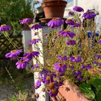 Blaues Gänseblümchen (Brachyscome iberidifolia)...