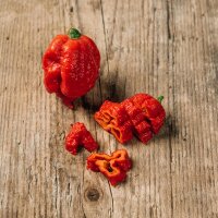 Chili Carolina Reaper (Capsicum chinense)