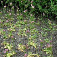 Tausendgüldenkraut (Centaurium erythraea) - Bio Saatgut