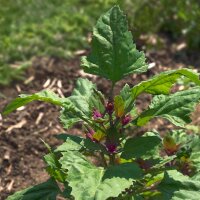 Baumspinat Magenta Spreen (Chenopodium giganteum) Bio...