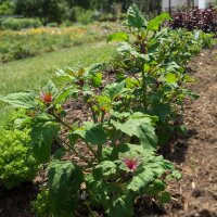 Baumspinat Magenta Spreen (Chenopodium giganteum) Bio Saatgut