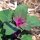 Baumspinat Magenta Spreen (Chenopodium giganteum) Bio Saatgut