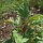 Baumspinat Magenta Spreen (Chenopodium giganteum) Bio Saatgut