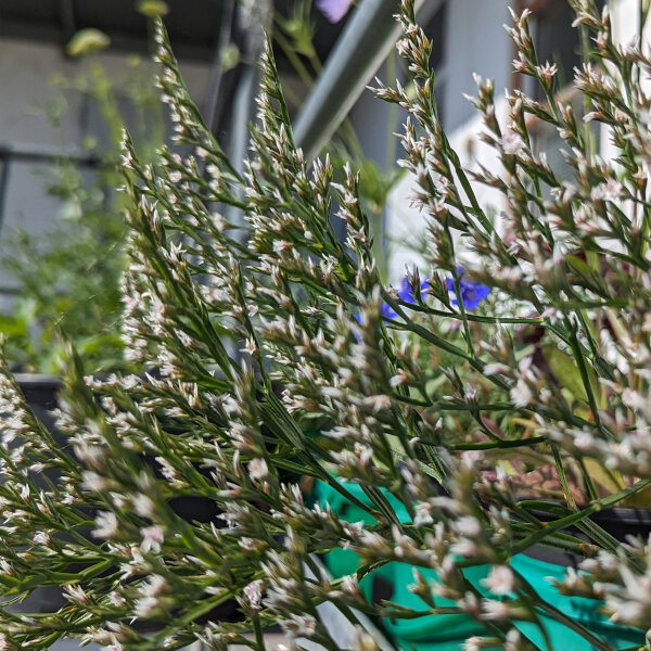 Deutsche Statice / Strandflieder (Limonium tataricum) Samen