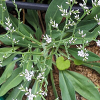 Deutsche Statice / Strandflieder (Limonium tataricum) Samen