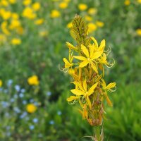 Junkerlilie Yellow (Asphodeline lutea) Samen