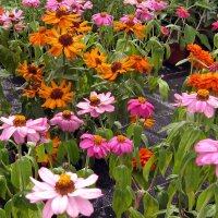 Zinnie Dahlia Flowered-Mix (Zinnia elegans) Samen