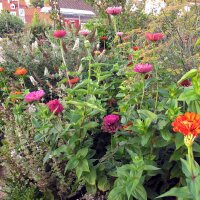 Zinnie Dahlia Flowered-Mix (Zinnia elegans) Samen