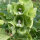 Muschelblume (Moluccella laevis) Samen