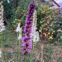 Ährige Prachtscharte (Liatris spicata) Samen