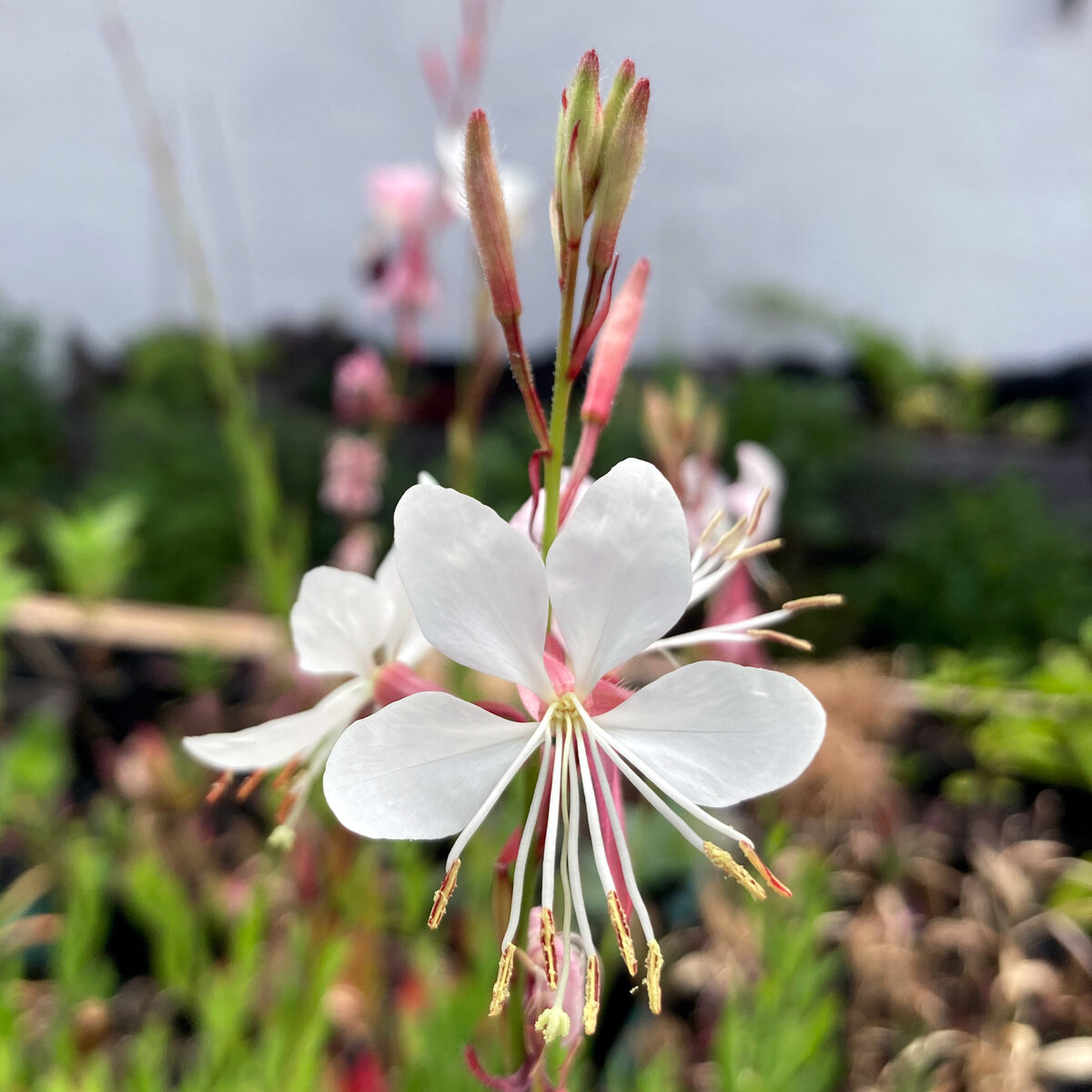39+ Prachtkerze Aus Samen Ziehen, Die blüten der gaura werden gerne