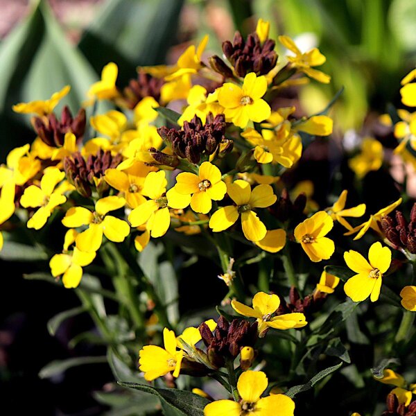 Goldlack Fair Lady Mixed (Erysimum cheiri) Samen