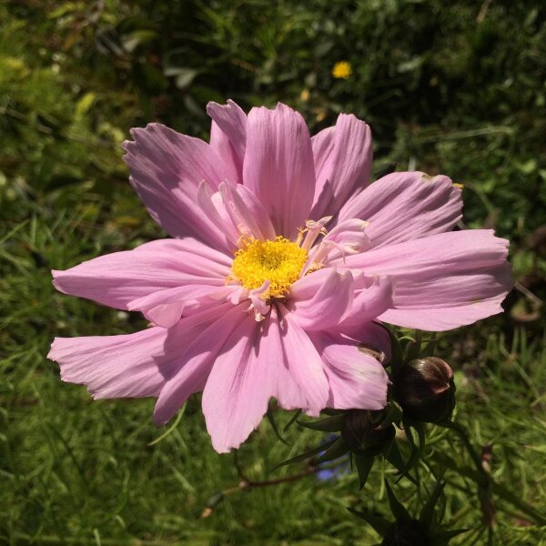 Rosa Schmuckkörbchen / Cosmea Pink (Cosmos bipinnatus) Samen