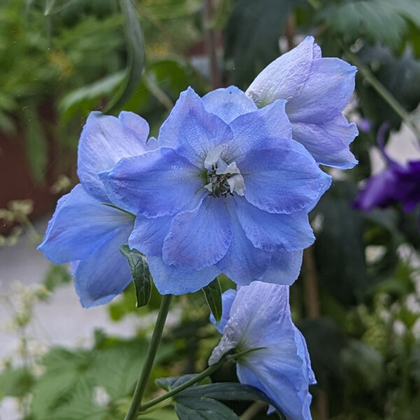 Pazifischer Hoher Rittersporn Magic Fountains-Sky Blue, White Bee (Delphinium cultorum) Samen