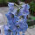 Pazifischer Hoher Rittersporn Magic Fountains-Sky Blue, White Bee (Delphinium cultorum) Samen