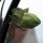 Glockenrebe (Cobaea scandens) Samen
