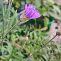 Blaublühende Rasselblume (Catananche caerulea) Samen