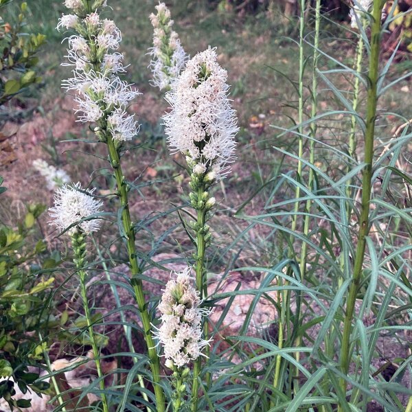 Weiße Prachtscharte (Liatris spicata) Samen