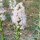 Weiße Prachtscharte (Liatris spicata) Samen