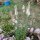 Weiße Prachtscharte (Liatris spicata) Samen