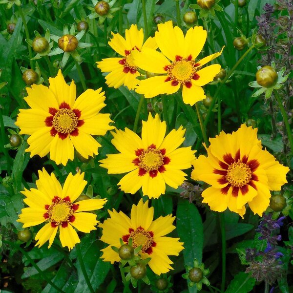 Lanzettliches Mädchenauge Sterntaler (Coreopsis lanceolata) Samen