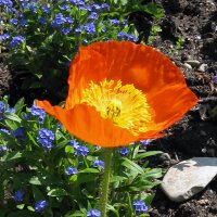 Islandmohn (Papaver nudicaule) Samen