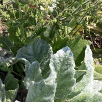 Silberblatt Salbei Artemis (Salvia argentea)