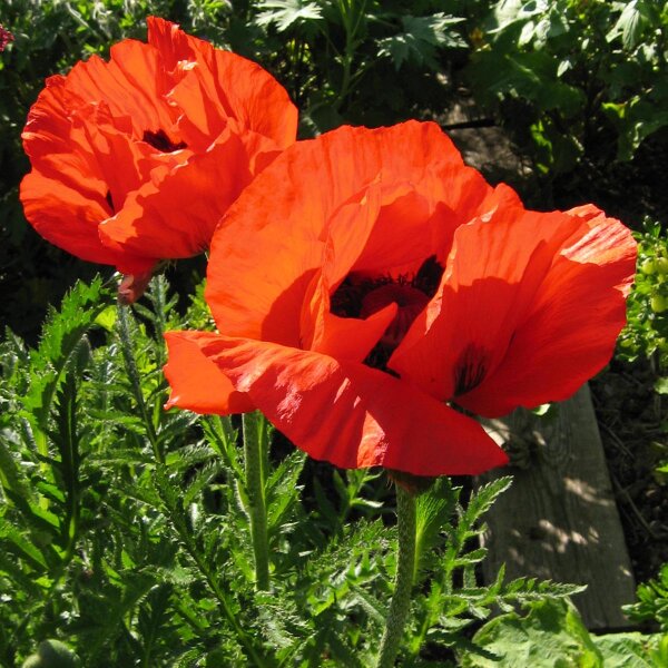 Orientalischer Gartenmohn Allegro (Papaver orientale) Samen