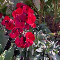 Goldlack Scarlet Emperor (Erysimum cheiri) Samen