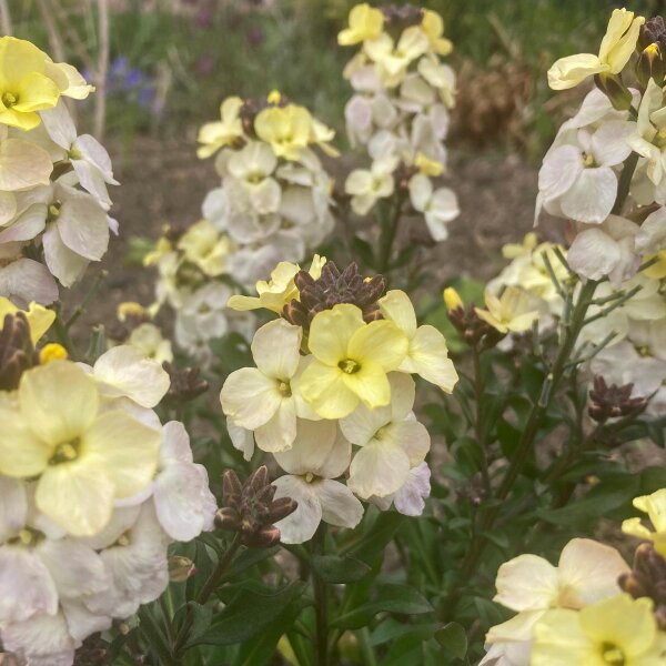 Goldlack Ivory White (Erysimum cheiri) Samen