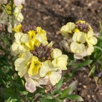 Goldlack Ivory White (Erysimum cheiri) Samen