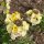 Goldlack Ivory White (Erysimum cheiri) Samen