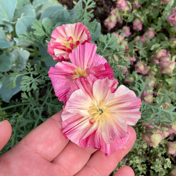 Kalifornischer Goldmohn Rose Chiffon (Eschscholzia californica) Samen