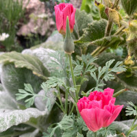 Kalifornischer Goldmohn Rose Chiffon (Eschscholzia...