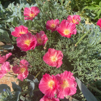 Kalifornischer Goldmohn Rose Chiffon (Eschscholzia californica) Samen