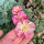 Kalifornischer Goldmohn Rose Chiffon (Eschscholzia californica) Samen
