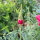 Kalifornischer Goldmohn Rose Chiffon (Eschscholzia californica) Samen