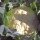 Blumenkohl Neckarperle (Brassica oleracea var. botrytis) Bio Saatgut