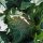 Blumenkohl Neckarperle (Brassica oleracea var. botrytis) Bio Saatgut