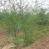 Weisser Spargel Ruhm von Braunschweig (Asparagus...