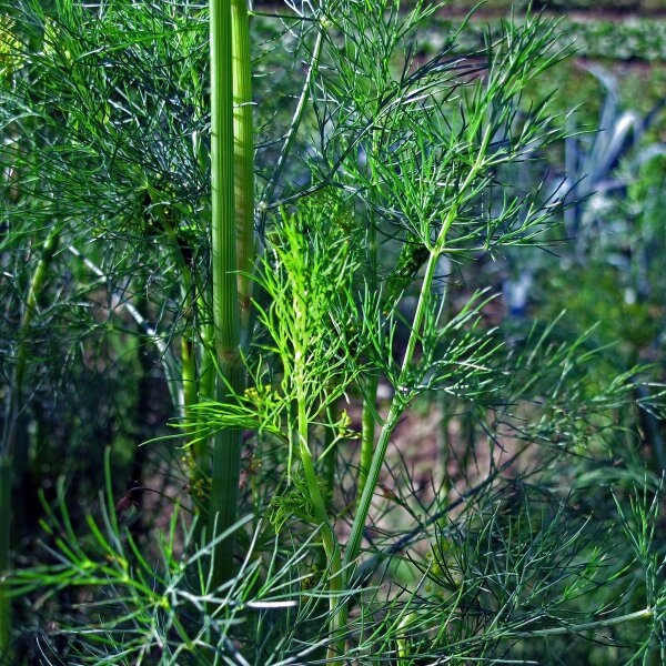 Dill Gewöhnlicher (Anethum graveolens) Samen