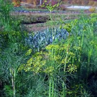 Dill Gewöhnlicher (Anethum graveolens) Samen