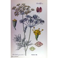 Dill Gewöhnlicher (Anethum graveolens) Samen