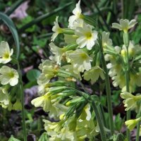 Echte Schlüsselblume (Primula veris) Samen