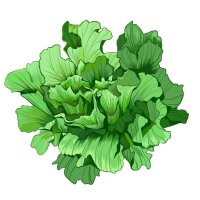 Endivien Salat Grüner Escariol (Cichorium endivia) Samen